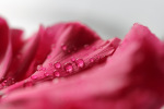 Canon EF 100mm f/2.8L Macro IS USM (3554B005) - купити в інтернет-магазині Техностар
